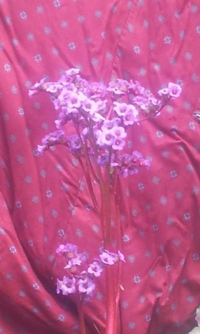 Jacek Malicki Jacek Malicki