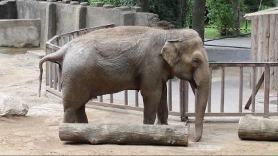 Kamil Kuskowski, Słoń, wideo